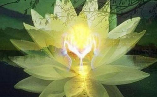 lotus flower-Michael L