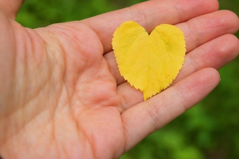 mindfulness programs & events