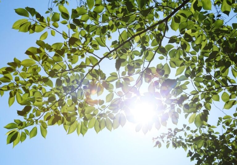 mindfulness programs & events
